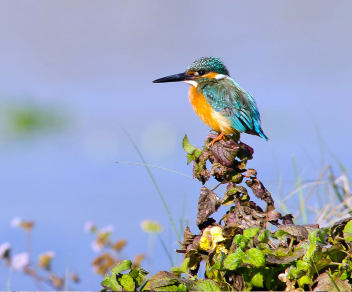 Bird watching tour 